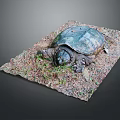 Turtle Cartoon Turtle Snapping Turtle Chickbill Turtle Reptile Cold Blooded Animal Reptile Class 3d model