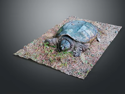 Turtle Cartoon Turtle Snapping Turtle Chickbill Turtle Reptile Cold Blooded Animal Reptile Class 3d model