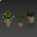 Bonsai Potted Plants in Wicker Baskets with Tropical Green Foliage and Stone Base