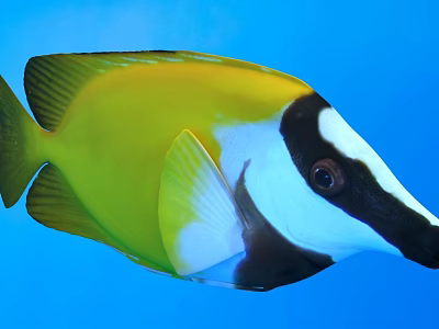 Vibrant Yellow White And Black Fish Swimming With Colorful Fins In Blue Water 3d model