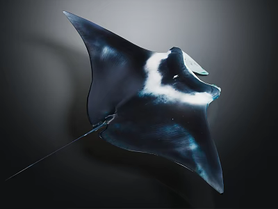 Elegant Dark Blue And White Manta Ray With Diamond Shaped Fins In Deep Ocean 3d model