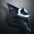 Elegant Dark Blue And White Manta Ray With Diamond Shaped Fins In Deep Ocean
