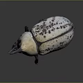 Large Horned Beetle With White Body And Brown Spots On Dark Background