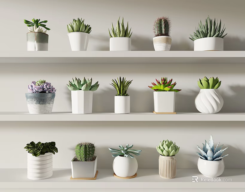 Potted Plants Shelf Display With Various Succulents Cacti And White Ceramic Pots 3d model