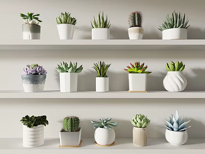 Potted Plants Shelf Display With Various Succulents Cacti And White Ceramic Pots 3d model