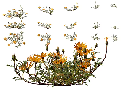 Natural Yellow Flowers With Green Leaves Blooming And Bud Stages In Fresh Garden Setting 3d model