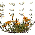 Natural Yellow Flowers With Green Leaves Blooming And Bud Stages In Fresh Garden Setting