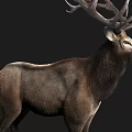 Realistic Brown Deer With Large Antlers Standing Against Black Background 3d model
