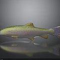 Colorful Spotted Rainbow Trout Fish With Yellow Fins On Dark Surface