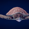 Realistic Brown Sea Turtle With Patterned Shell And Textured Flippers On Dark Blue Background 3d model
