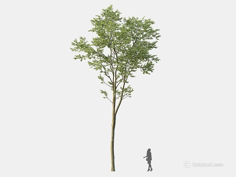 Single Tall Arbor with Healthy Green Foliage and Human Silhouette for Height Reference 3d model 