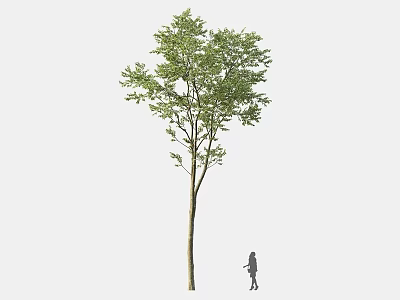 Single Tall Arbor with Healthy Green Foliage and Human Silhouette for Height Reference 3d model