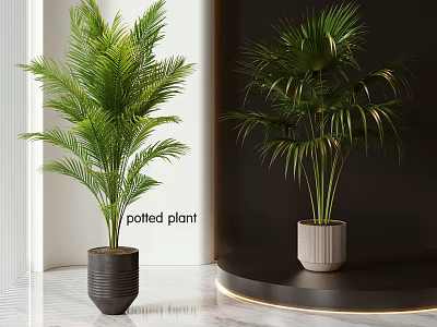 Indoor Tropical Palm Potted Plants With Green Foliage In Decorative Pots For Modern Interior 3d model
