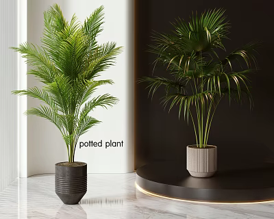 Indoor Tropical Palm Potted Plants With Green Foliage In Decorative Pots For Modern Interior 3d model