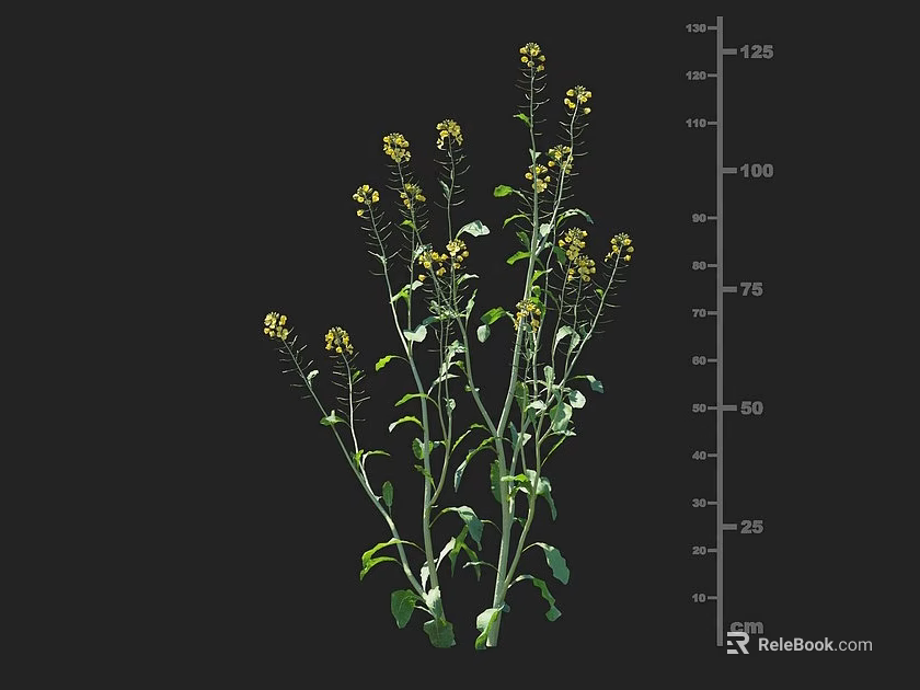 Crop Plant with Yellow Flowers and Green Stems Leaves and Height Measurement Scale in Centimeters 3d model 