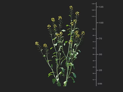 Crop Plant with Yellow Flowers and Green Stems Leaves and Height Measurement Scale in Centimeters 3d model