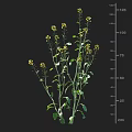 Crop Plant with Yellow Flowers and Green Stems Leaves and Height Measurement Scale in Centimeters
