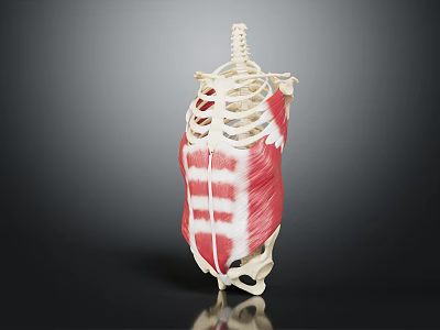 Human Torso Anatomical Model With Skeleton Structure And Muscle Details 3d model