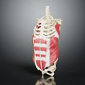 Human Torso Anatomical Model With Skeleton Structure And Muscle Details 3d model
