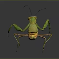 Green and Orange Praying Mantis with Reflective Surface on Dark Background 3d model