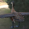 Aquatic Duck With Brown Spotted Feathers Blue Feet And Spread Wings Standing On Grass