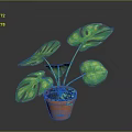Vibrant Monstera Plant With Green Leaves In Orange Pot For Indoor Decor