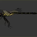 Vibrant Yellow And Black Dragonfly With Transparent Wings And Slender Body In Neutral Background