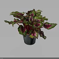 Green And Purple Variegated Leaf Plant In Metal Pot Against Dark Background