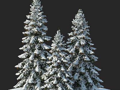 Three Snow Covered Evergreen Trees Standing Tall Against Dark Winter Background 3d model