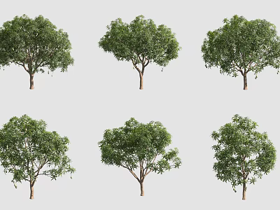 Mango Tree 3d model