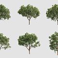 Mango Tree 3d model