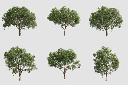 Mango Tree 3d model