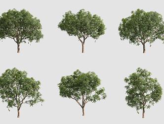 Mango Tree 3d model