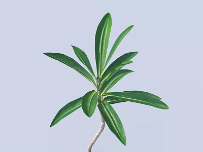 Green Leafy Plant With Long Leaves And Slender Stem On Light Gray Background 3d model