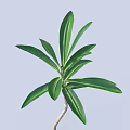 Green Leafy Plant With Long Leaves And Slender Stem On Light Gray Background