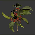 Vibrant Green Leaves And Red Berries Plant On Dark Reflective Background