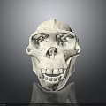 Detailed Anatomical Skull Organ Model Featuring White Smooth Surface And Structure