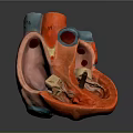 Detailed Anatomical Human Heart Model Medical Device For Medical Education Training