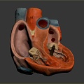 Heart Heart Human Heart Heart Anatomical Organs Human Organs Human Body 3d model