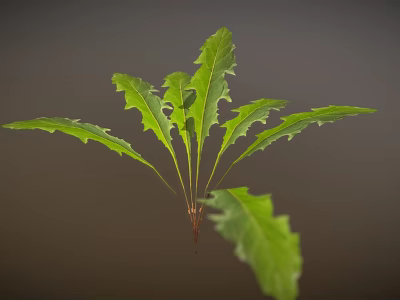 Fresh Vibrant Green Plant With Long Serrated Leaves Against Dark Background 3d model