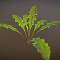 Fresh Vibrant Green Plant With Long Serrated Leaves Against Dark Background