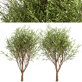 Lush Green Trees With Lush Foliage And Strong Trunks In Natural Outdoor Landscape