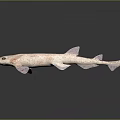 Pink Spotted Shark Aquatic Animal 3D Model Displayed On Dark Background With Reflection