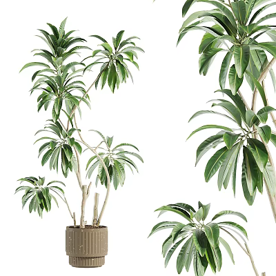 Lush Green Potted Plant With Multiple Branches And Lush Foliage In Pot 3d model