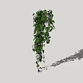 Indoor Hanging Green Vine Plant With Trailing Leaves And Lush Foliage