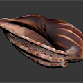 Vibrant Red And White Striped Conch Shell With Spiral Pattern On Gray Background