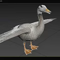 White and Grey Feathered Goose with Spread Wings Standing on Green Grassland Outdoor
