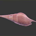 Striking Orange Striped Conch with Long Pointed Tail on Black Background Showing Clear Reflection 3d model