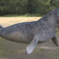 Gray Aquatic Reptile in Natural Habitat With Grassy Field and Green Trees