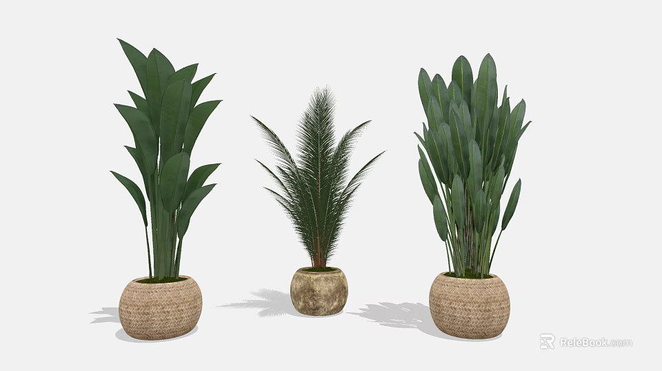 Three Decorative Potted Plants With Diverse Leaf Types And Woven Pots 3d model